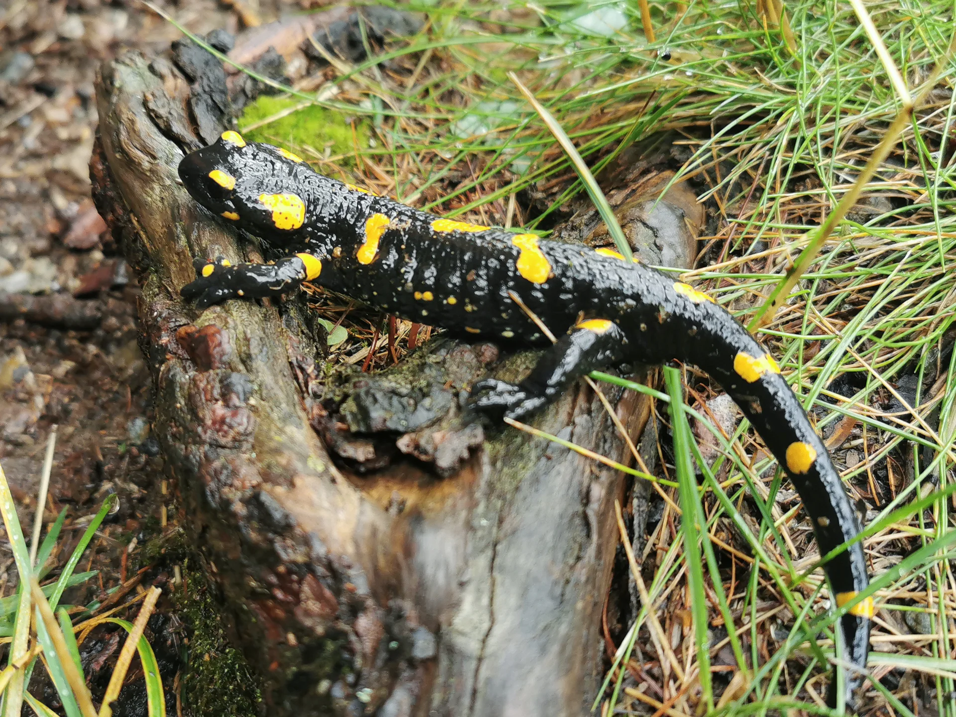 Feuersalamandere | © Rudi Kappler