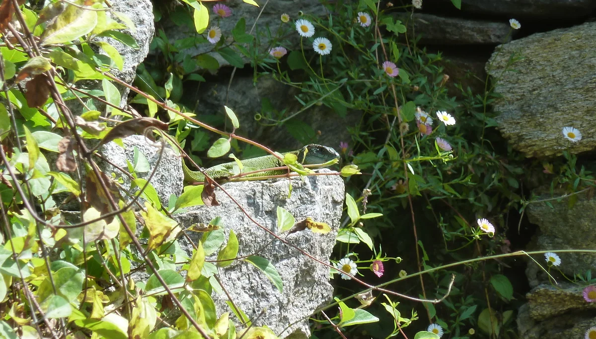 Smaragdeidechse (geschützt) | © Steck