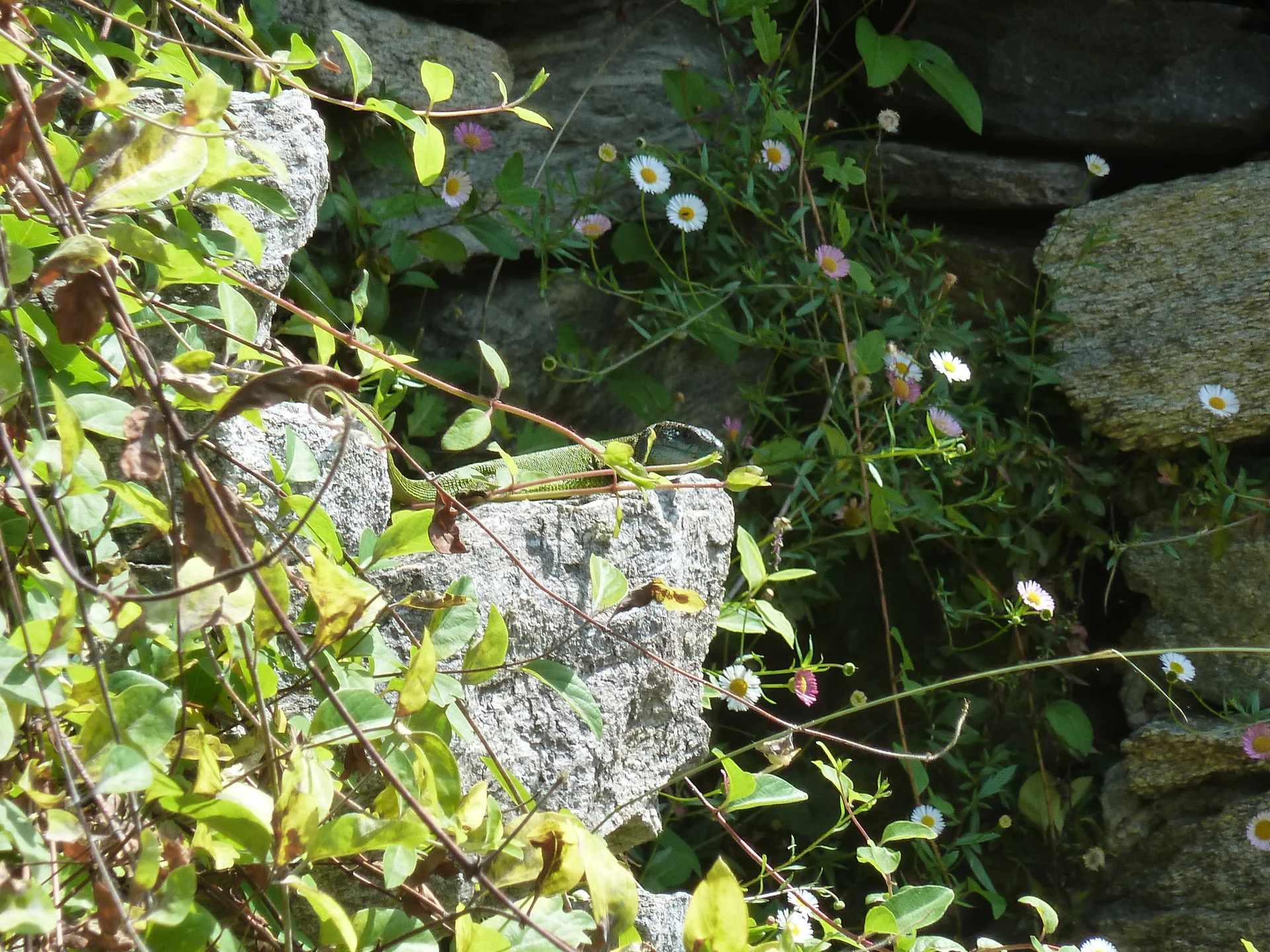 Smaragdeidechse (geschützt) | © Steck