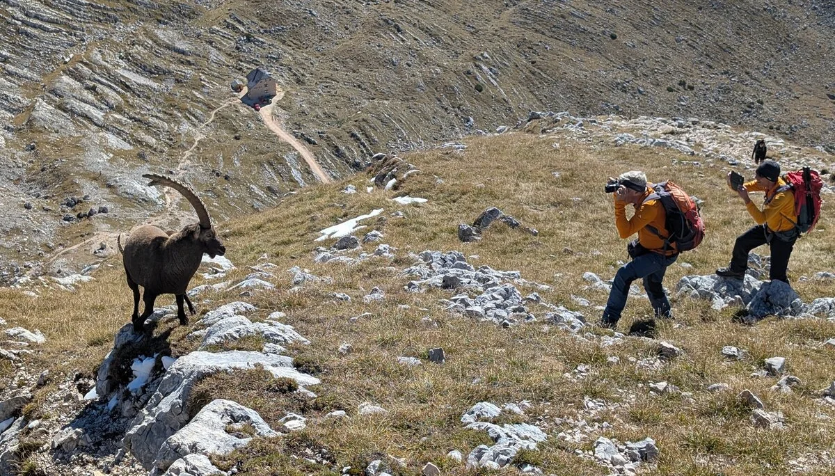 Steinbock-Fotoshooting | © Andreas T.