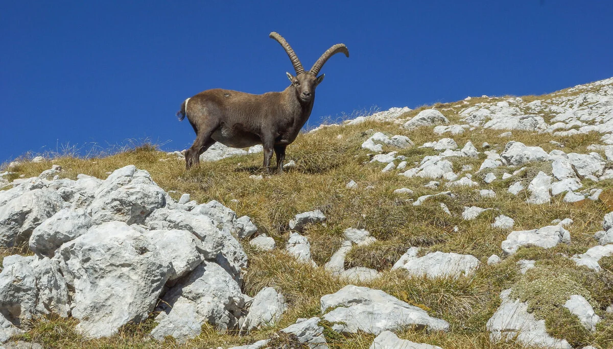 Steinbock am Seekofel | © Rudi K.