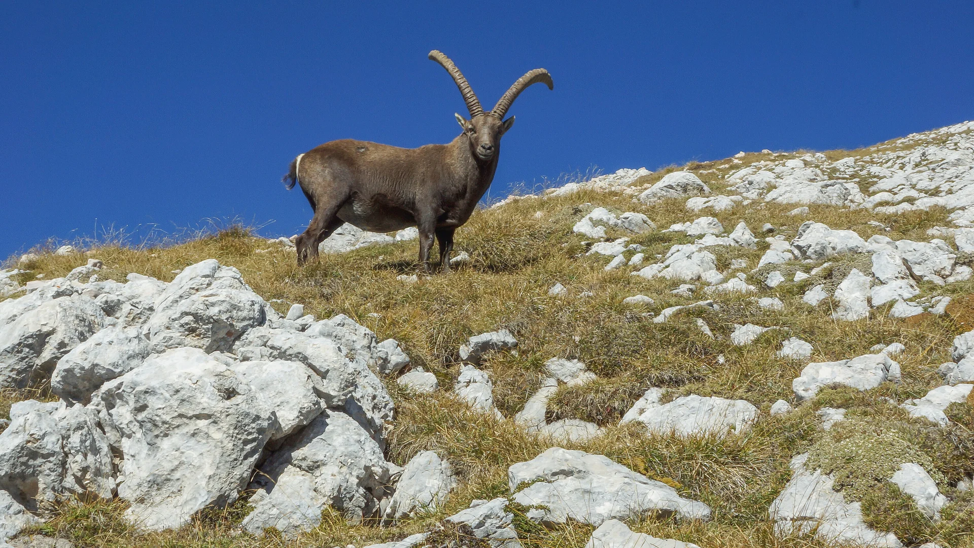 Steinbock am Seekofel | © Rudi K.