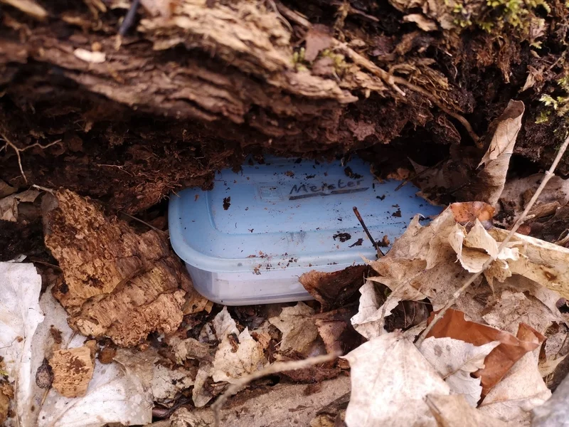 Geocache versteckt Dose unter Baum | © DAV Augsburg e.V.