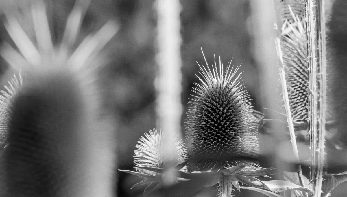 © Anton Hamm