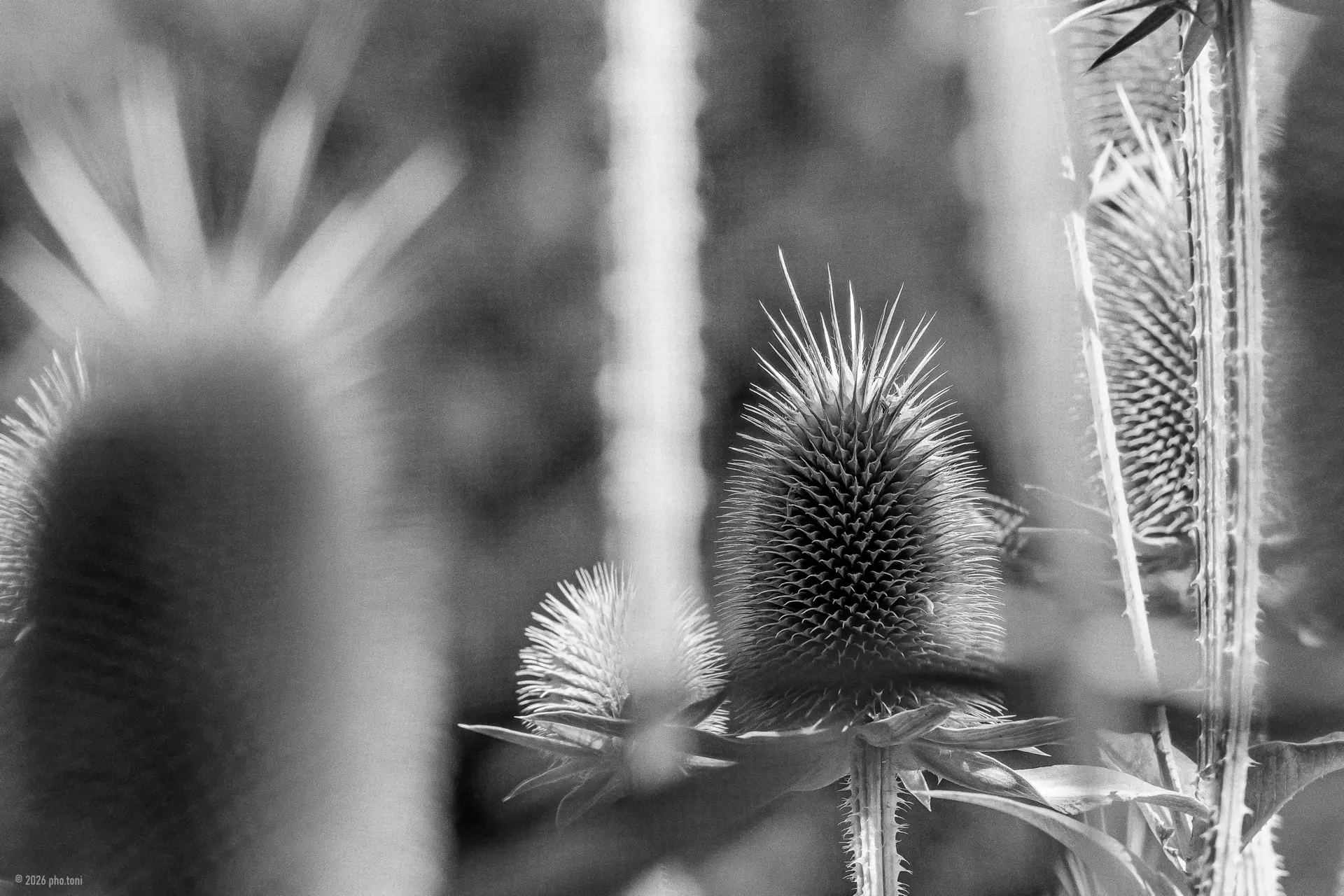 © Anton Hamm