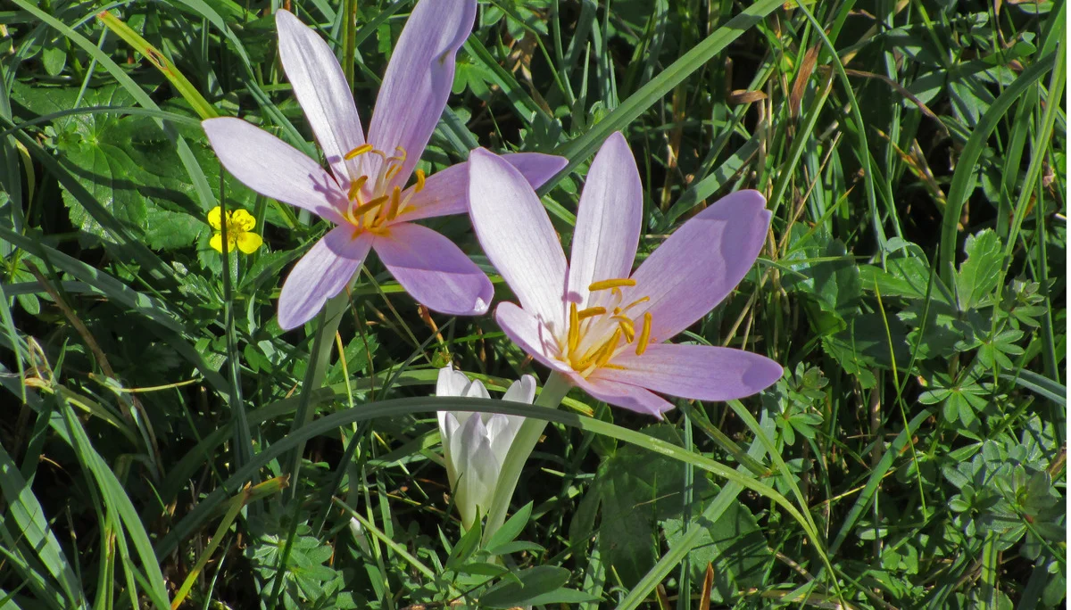 Herbstzeitlosen | © DAV Augsburg Senioren