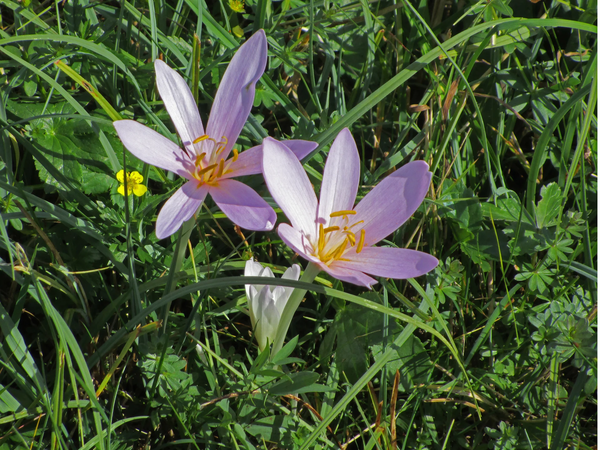 Herbstzeitlosen | © DAV Augsburg Senioren