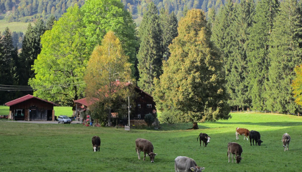 Weg zur Dornach Alpe | © DAV Augsburg Senioren