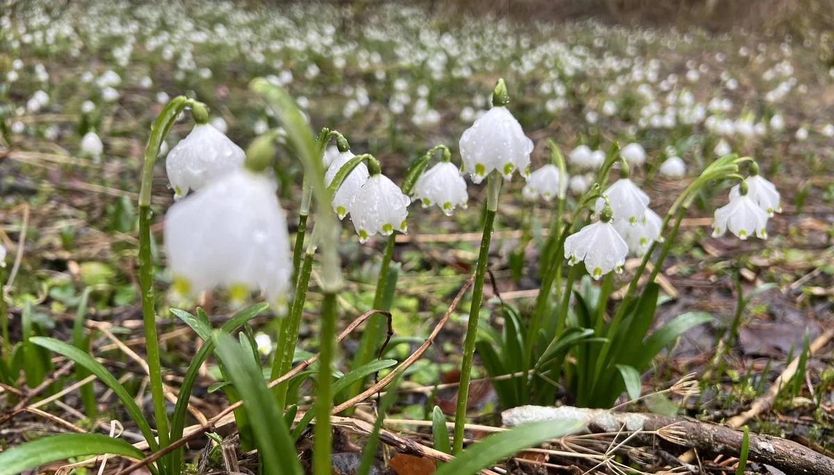 Märzenbecher im Wald des Antlasgrabens | © DAV Augsburg Senioren