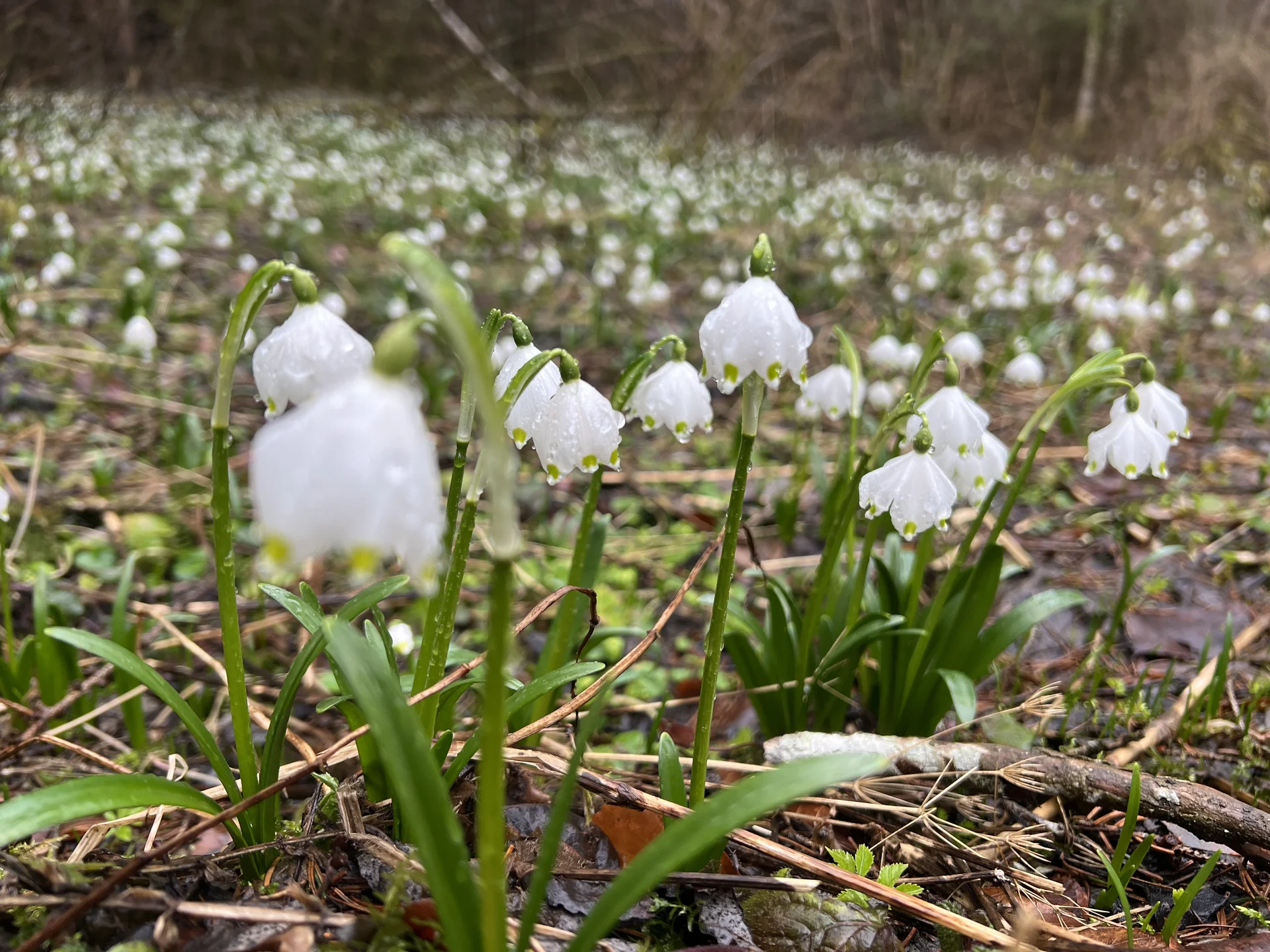 Märzenbecher im Wald des Antlasgrabens | © DAV Augsburg Senioren