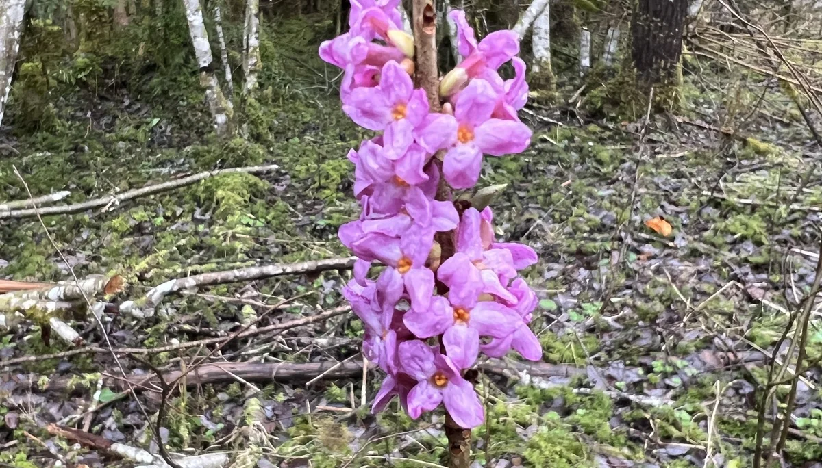 Seidelbast im Wald des Antlasgrabens | © DAV Augsburg Senioren