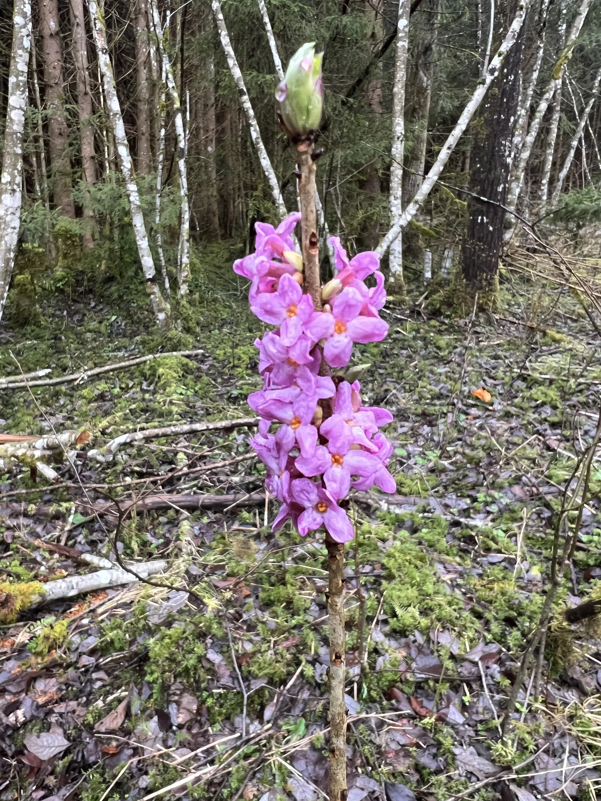 Seidelbast im Wald des Antlasgrabens | © DAV Augsburg Senioren