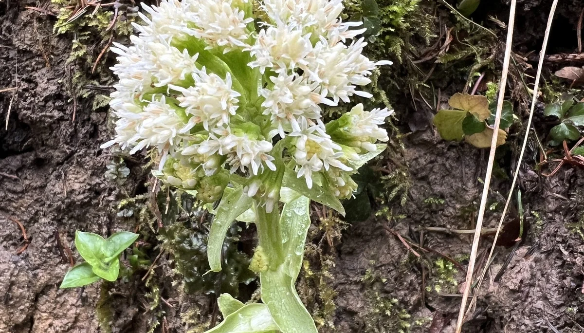 Weiße Pestwurz im Wald des Antlasgrabens | © DAV Augsburg Senioren