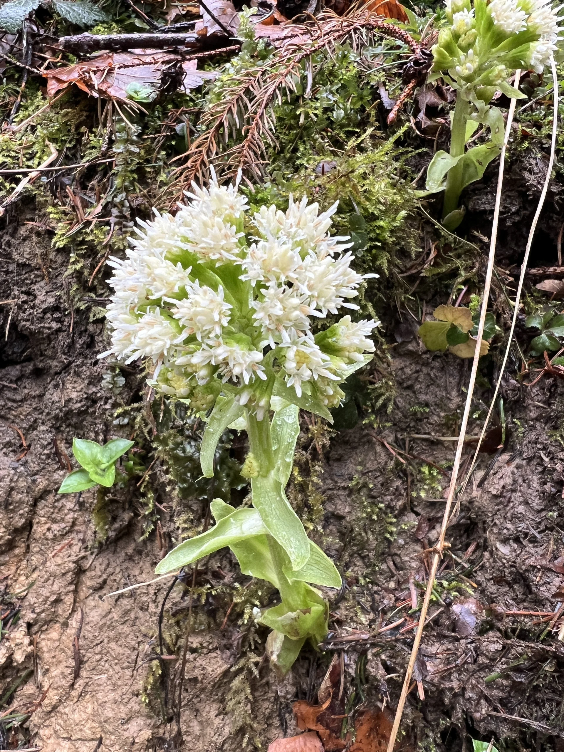 Weiße Pestwurz im Wald des Antlasgrabens | © DAV Augsburg Senioren