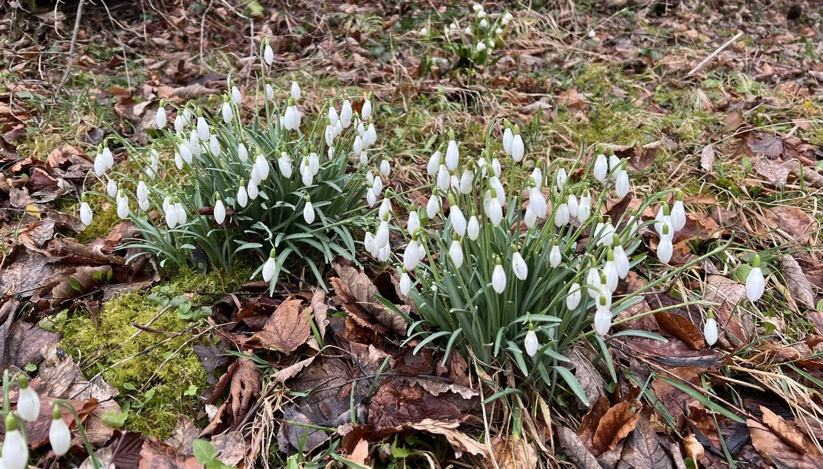 Schneeglöckchen am Weg bei Sprittelsberg | © DAV Augsburg Senioren