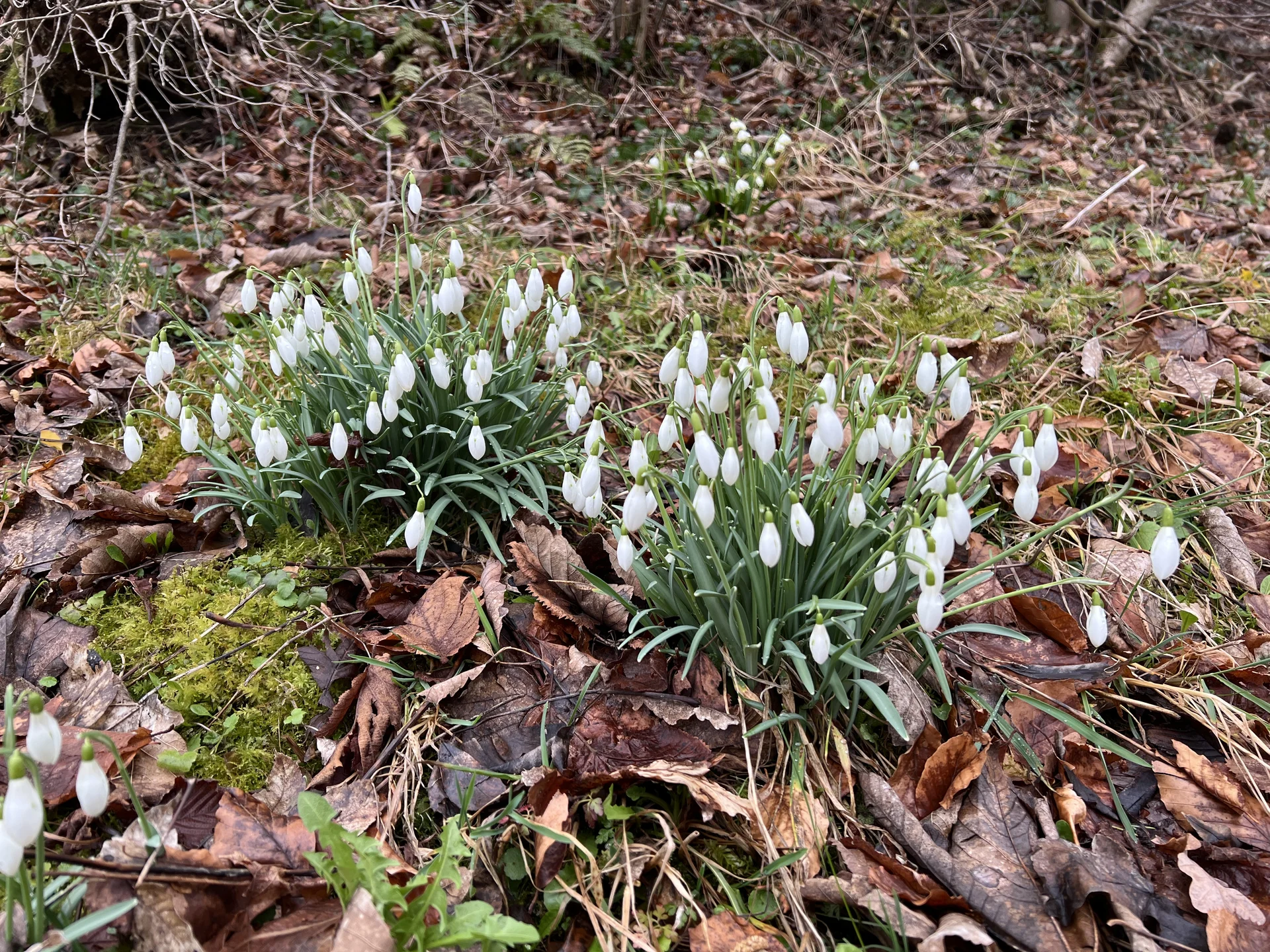 Schneeglöckchen am Weg bei Sprittelsberg | © DAV Augsburg Senioren