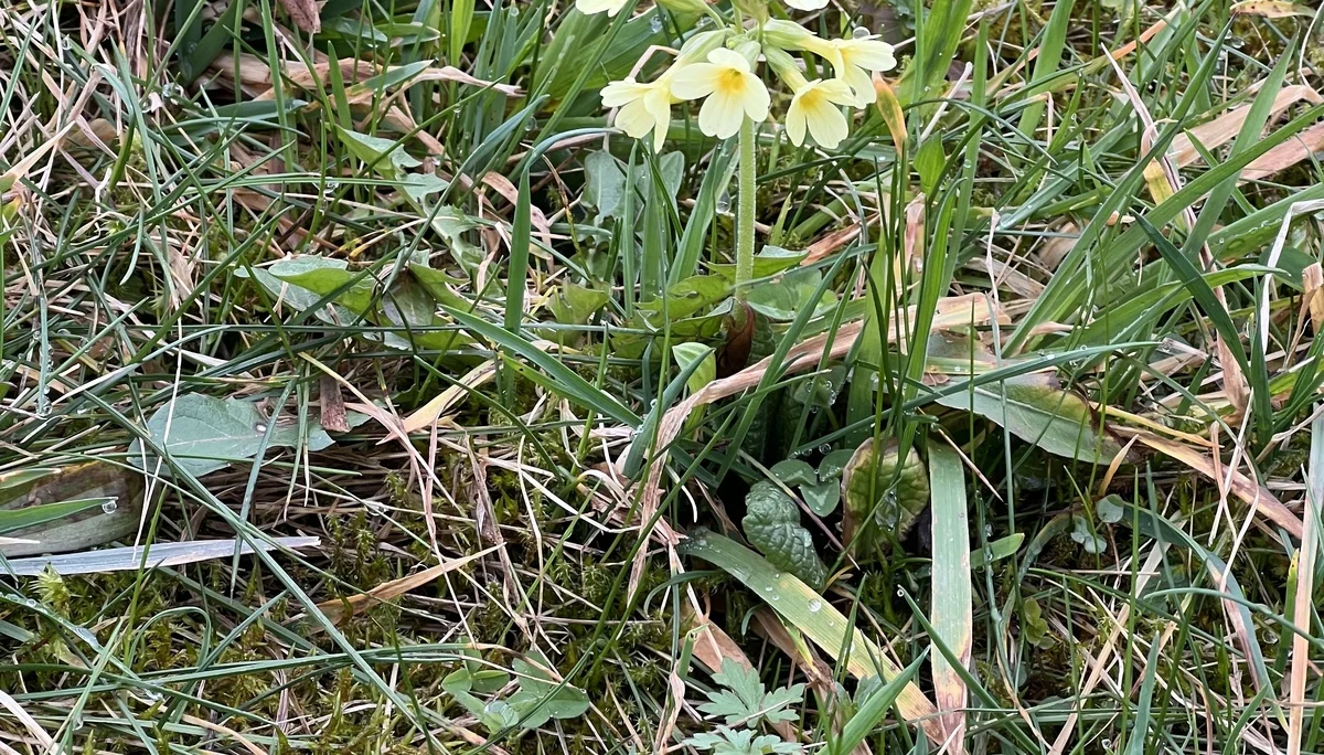 Erste Schlüsselblumen bei Sprittelsberg | © DAV Augsburg Senioren
