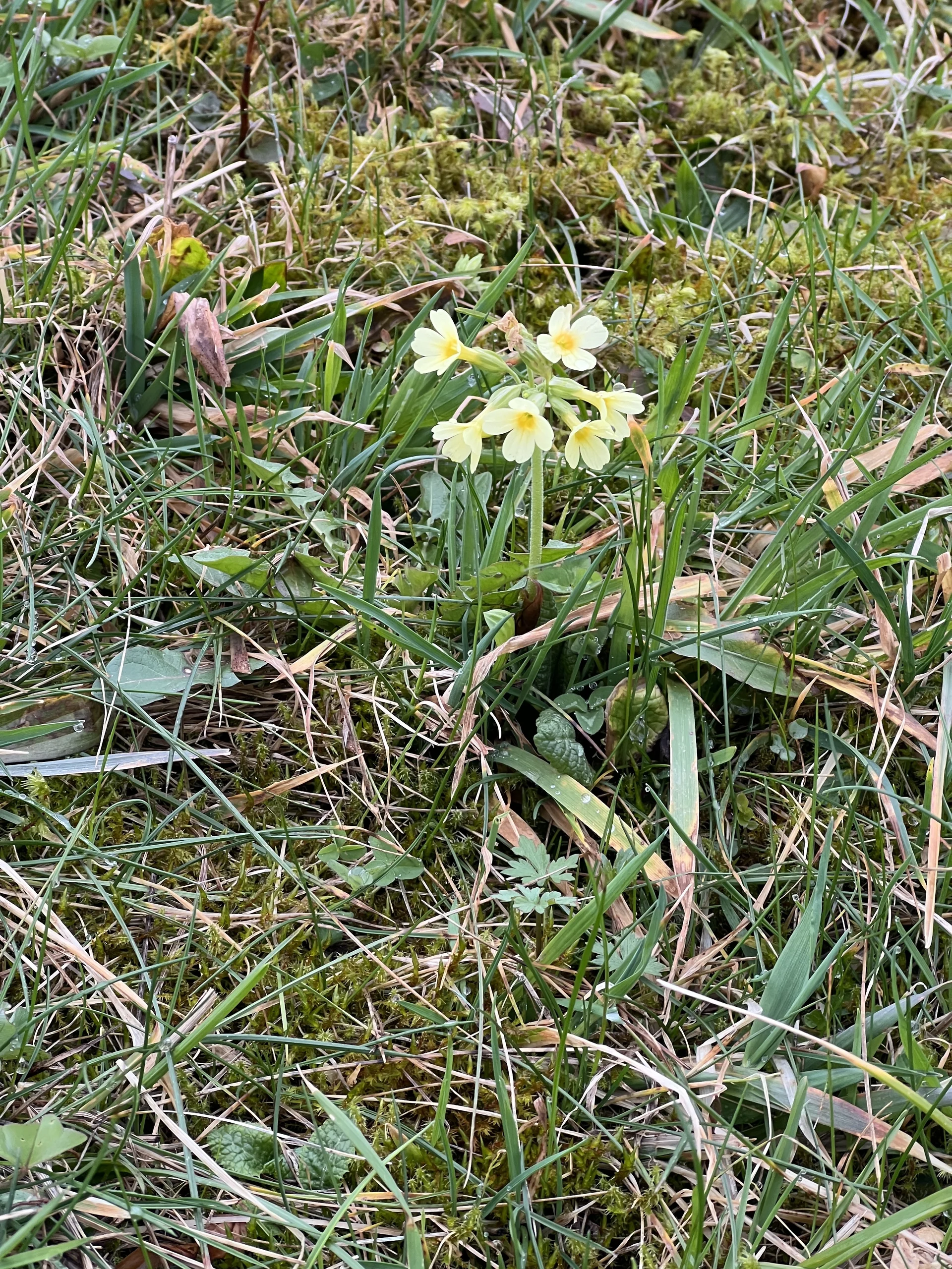 Erste Schlüsselblumen bei Sprittelsberg | © DAV Augsburg Senioren