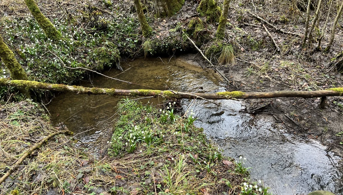 Kleiner Bach mit Märzenbechern zwischen Kalkofen und Sprittelsberg | © DAV Augsburg Senioren