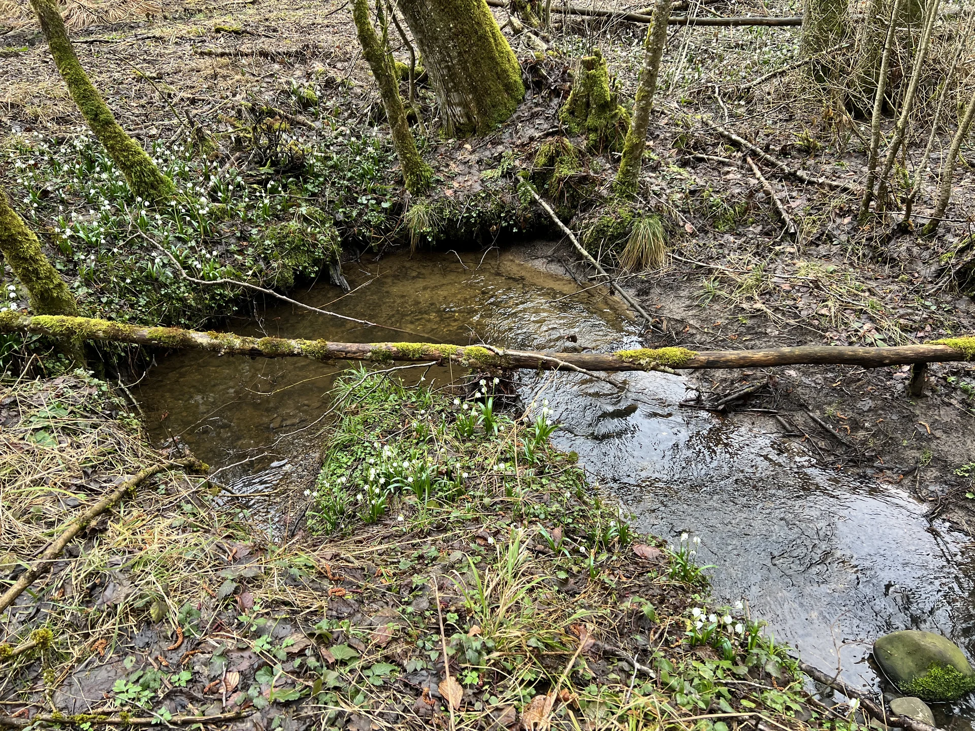 Kleiner Bach mit Märzenbechern zwischen Kalkofen und Sprittelsberg | © DAV Augsburg Senioren