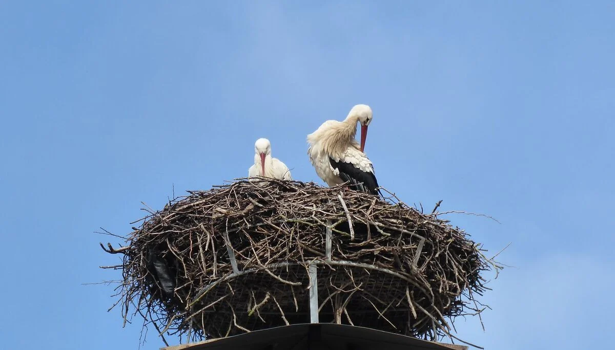 Störche sind schon da | © DAV Augsburg Senioren