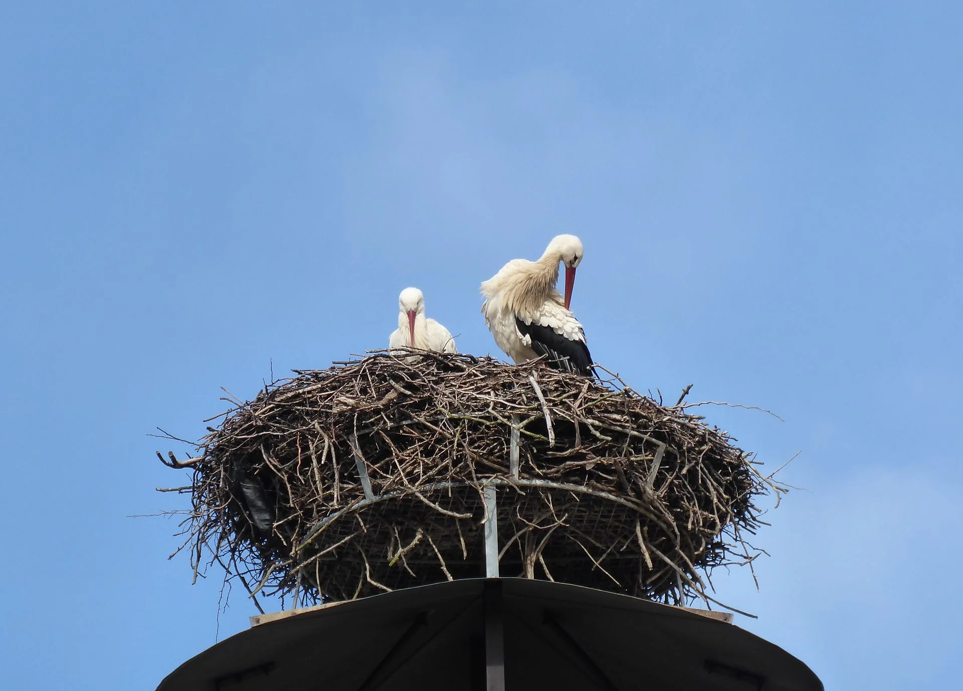 Störche sind schon da | © DAV Augsburg Senioren
