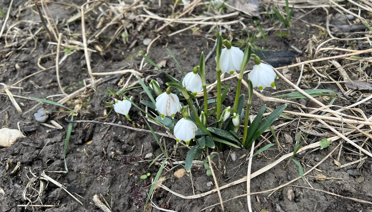 Die ersten Märzenbecher | © DAV Augsburg Senioren