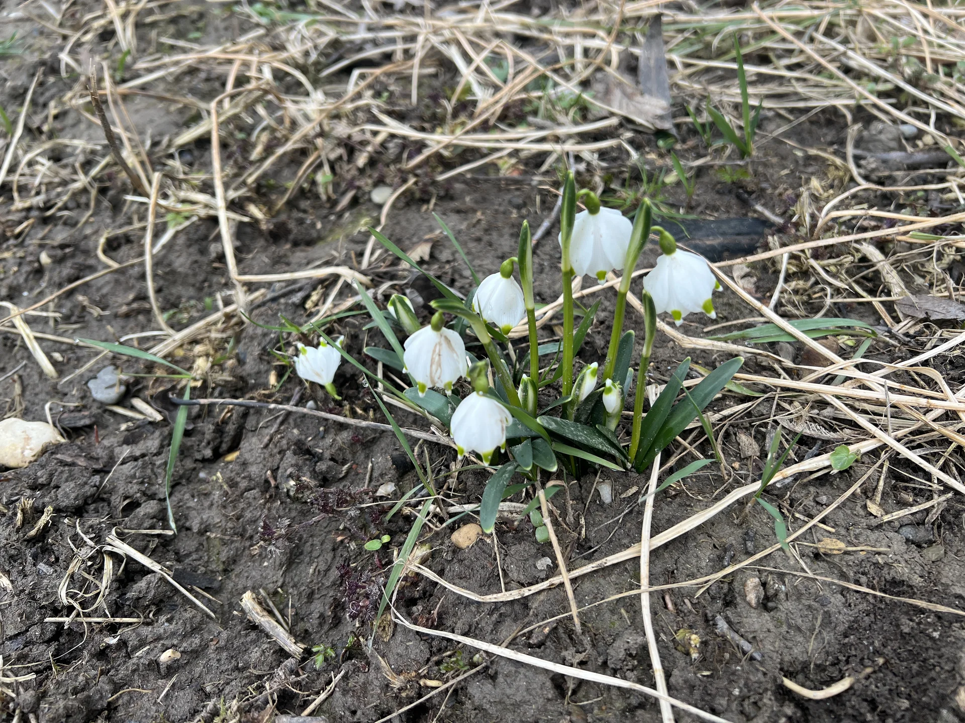 Die ersten Märzenbecher | © DAV Augsburg Senioren