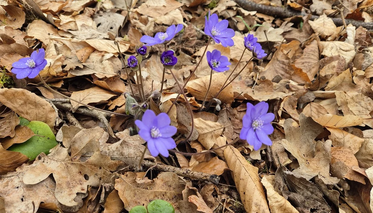 Leberblümchen | © DAV Augsburg Senioren