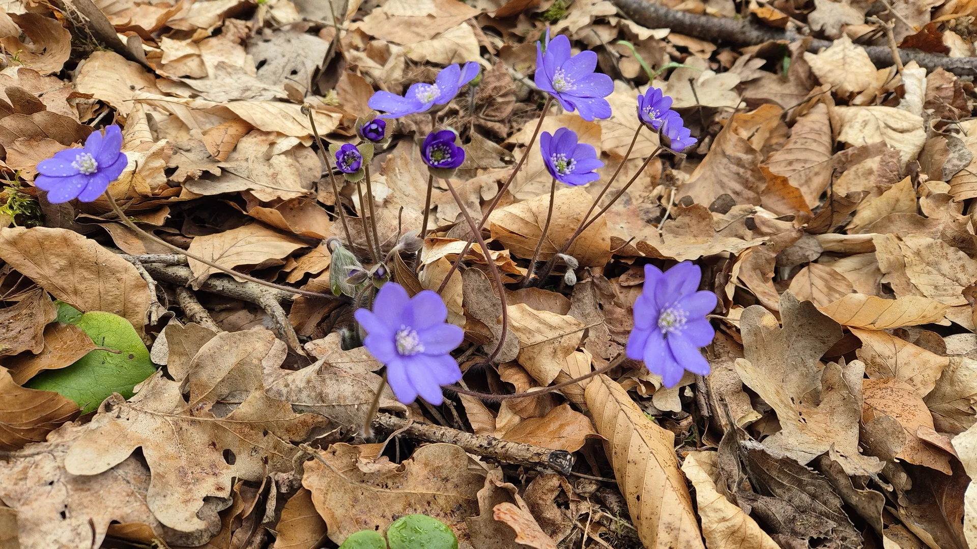 Leberblümchen | © DAV Augsburg Senioren