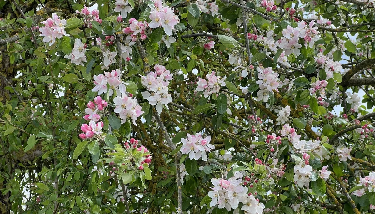 Wörnitzauen bei Donauwörth - blühende Apfelbäume | © DAV Augsburg Senioren