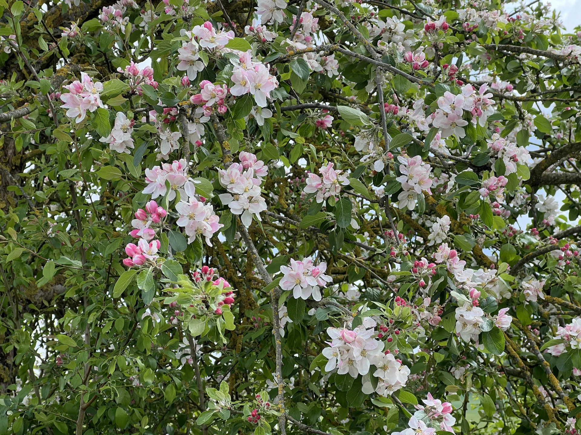 Wörnitzauen bei Donauwörth - blühende Apfelbäume | © DAV Augsburg Senioren