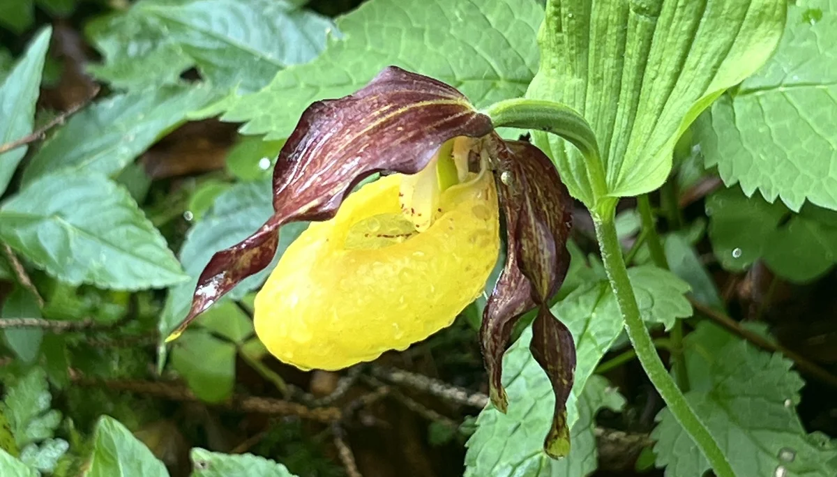 Frauenschuh am Wegrand | © DAV Augsburg Senioren