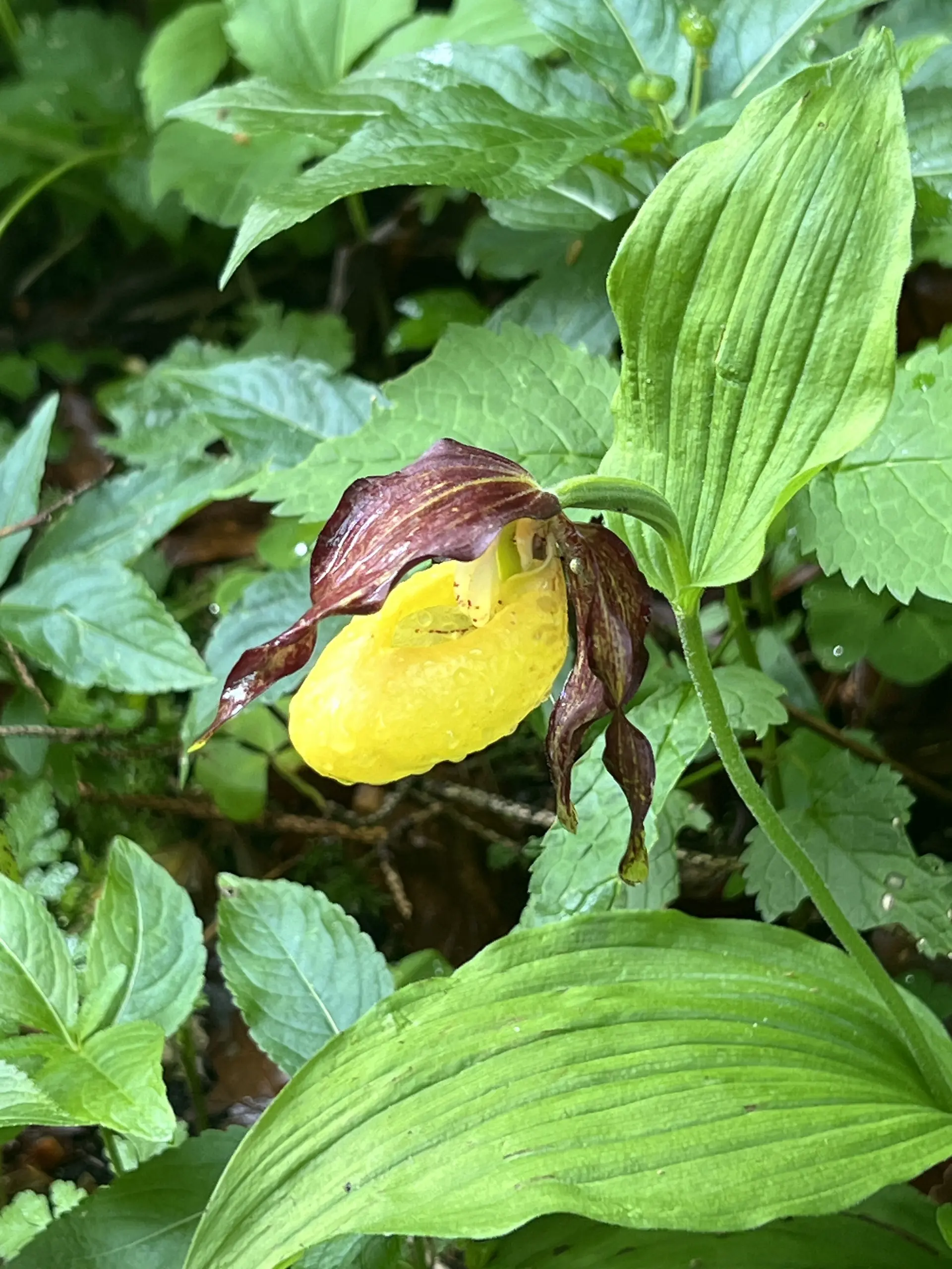 Frauenschuh am Wegrand | © DAV Augsburg Senioren