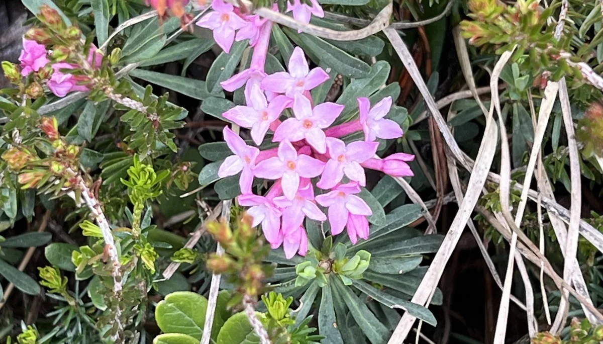 Duftendes Steinrösl | © DAV Augsburg Senioren