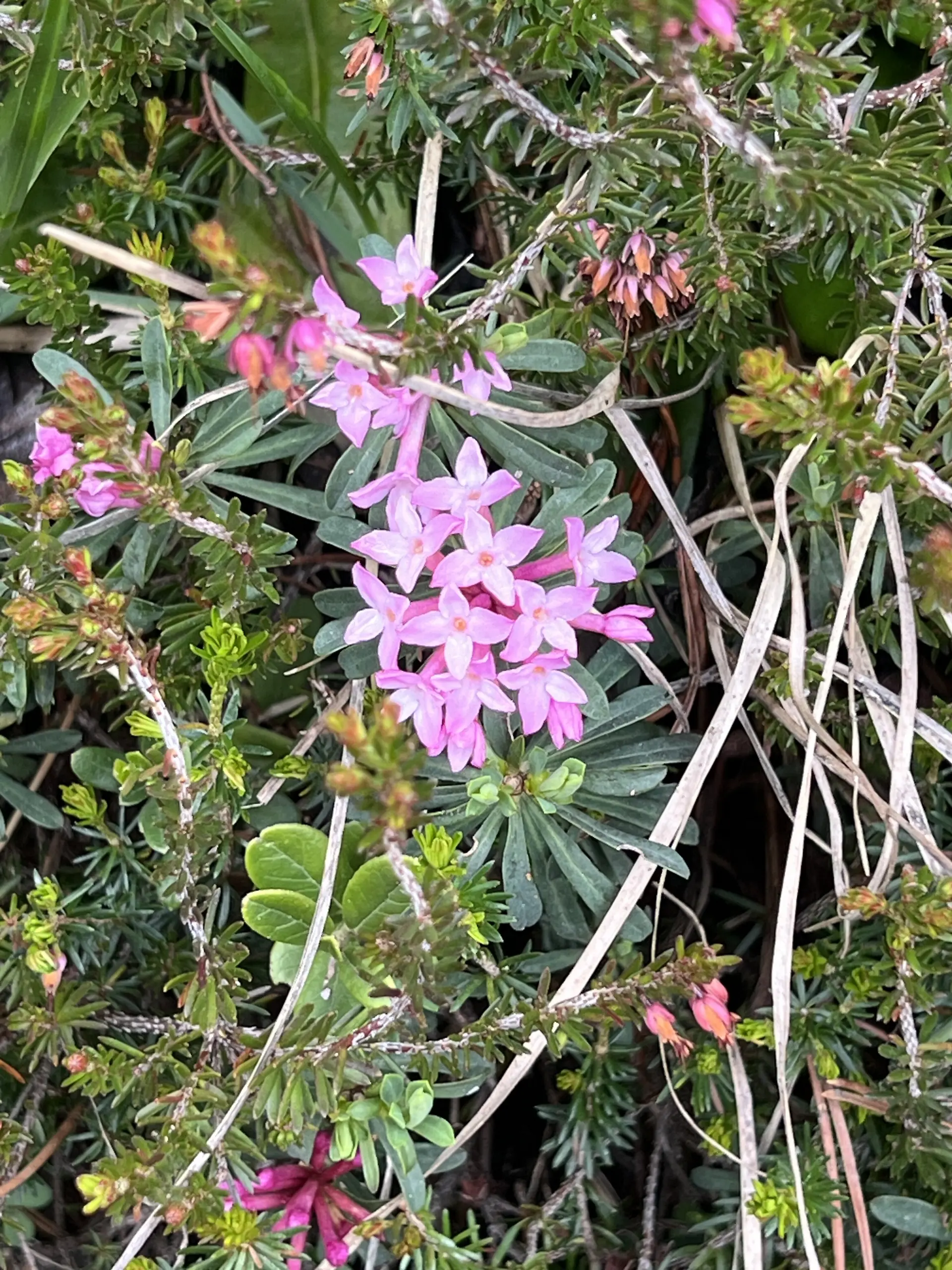 Duftendes Steinrösl | © DAV Augsburg Senioren