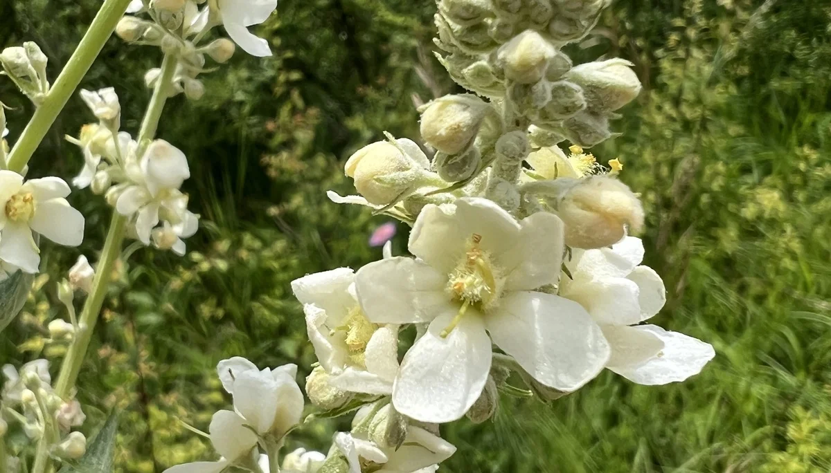 Mehlige Königskerze am Eßlinger Berg bei Hagenacker | © DAV Augsburg Senioren