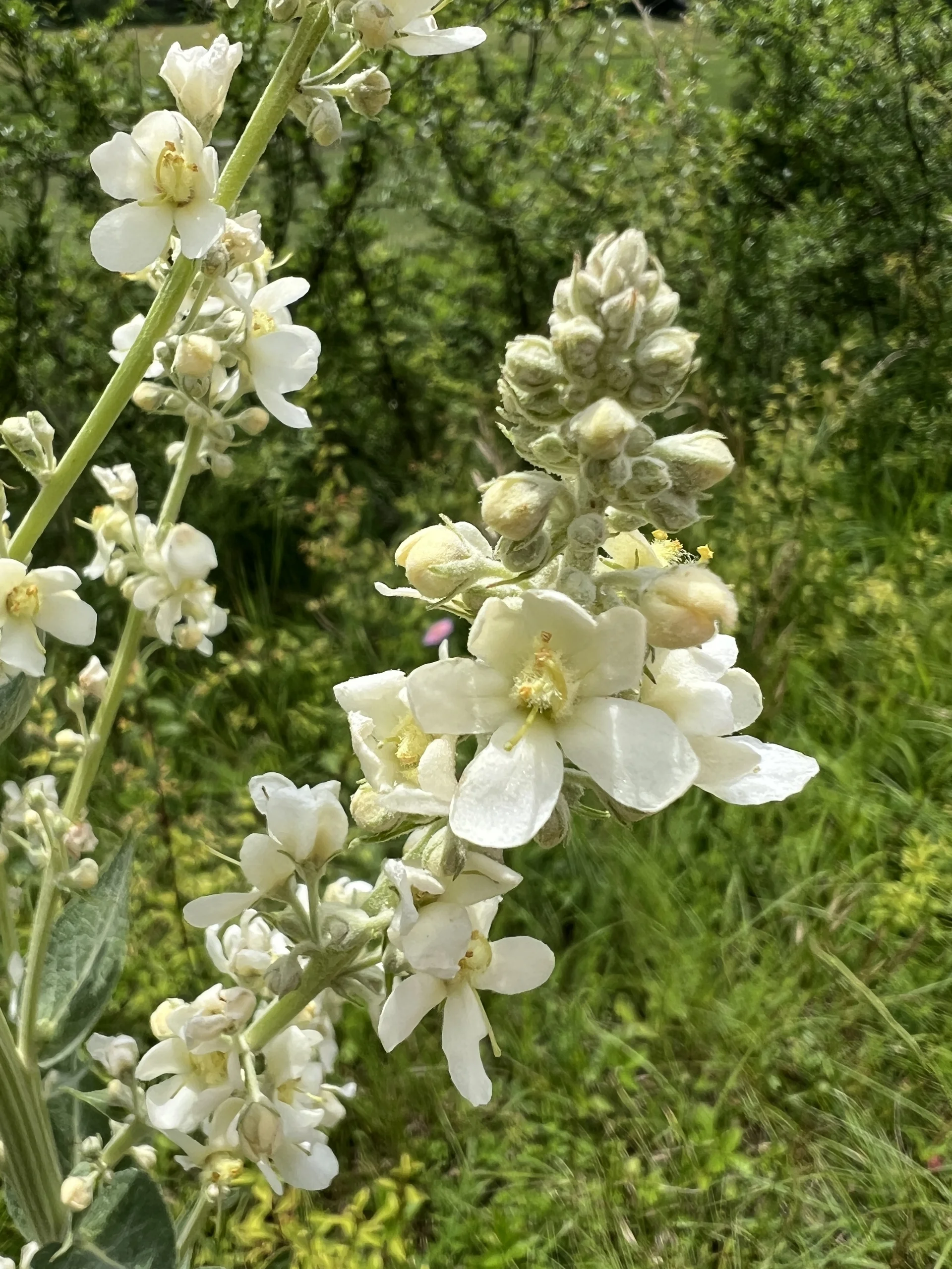 Mehlige Königskerze am Eßlinger Berg bei Hagenacker | © DAV Augsburg Senioren