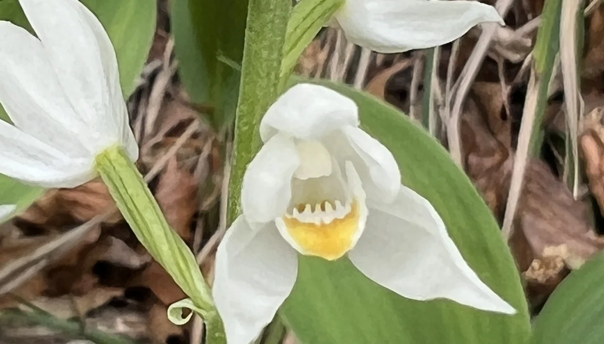 Weißes Waldvögelein am Walchensee | © DAV Augsburg Senioren