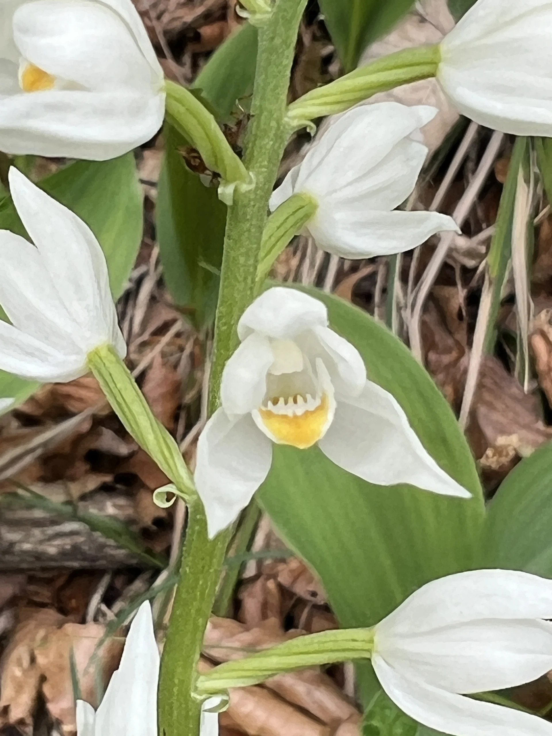 Weißes Waldvögelein am Walchensee | © DAV Augsburg Senioren