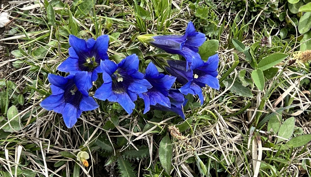 Aufstieg zum Jochberg - Enziane nahe dem Gipfel | © DAV Augsburg Senioren