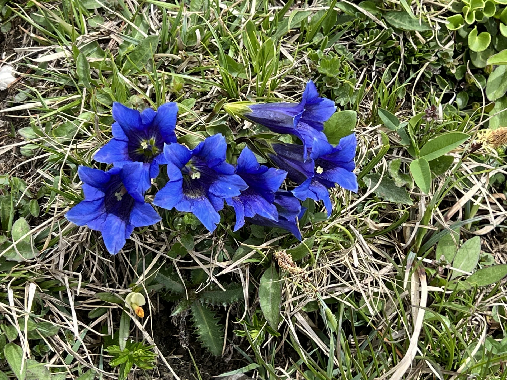 Aufstieg zum Jochberg - Enziane nahe dem Gipfel | © DAV Augsburg Senioren