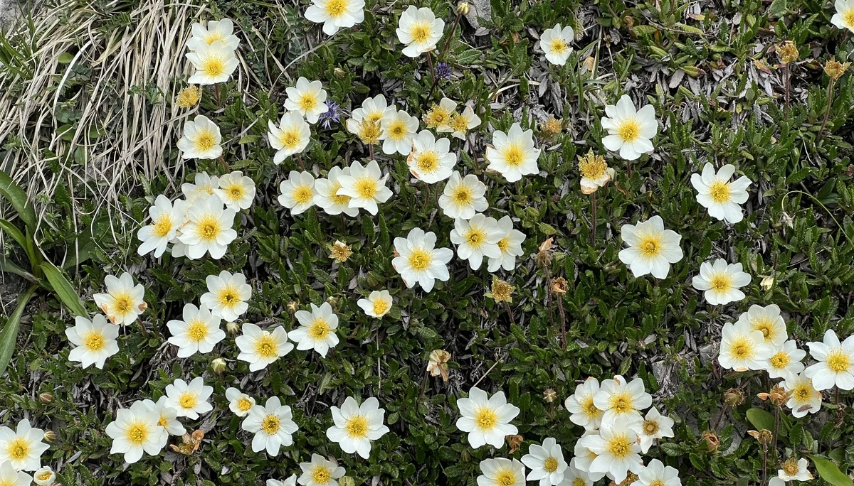 Rückweg vom Jochberg-Gipfel - Silberwurz | © DAV Augsburg Senioren
