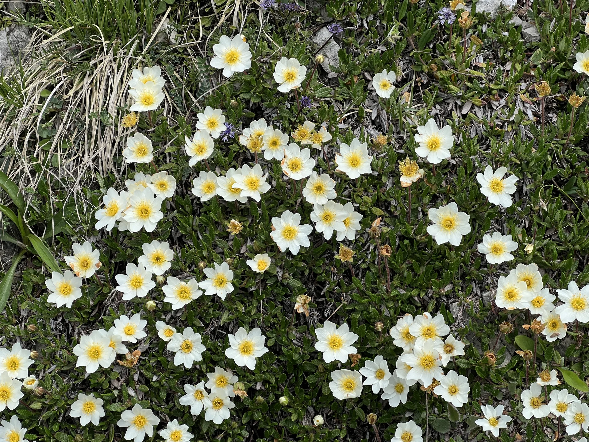 Rückweg vom Jochberg-Gipfel - Silberwurz | © DAV Augsburg Senioren