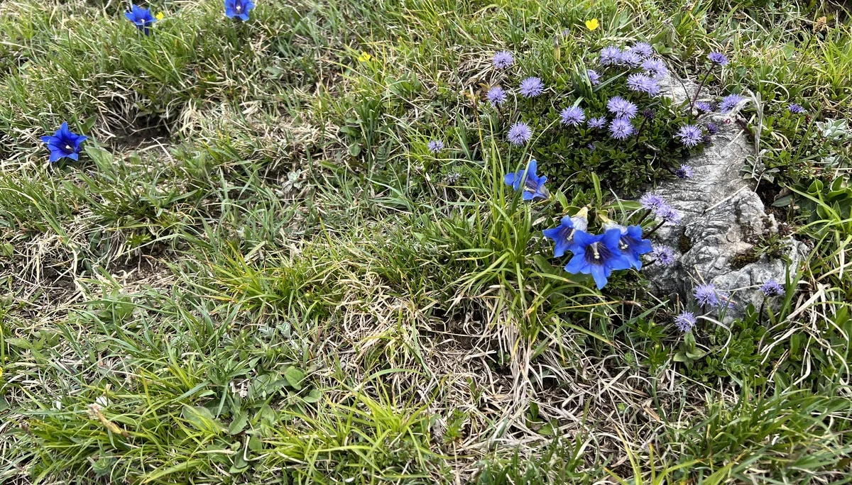 Aufstieg zum Jochberg - Kugelblumen und Enziane nahe dem Gipfel | © DAV Augsburg Senioren