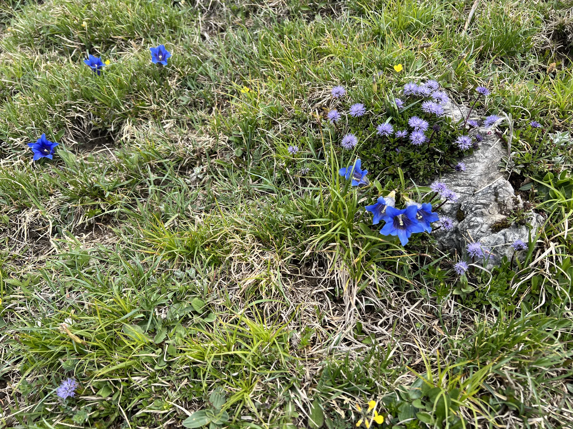Aufstieg zum Jochberg - Kugelblumen und Enziane nahe dem Gipfel | © DAV Augsburg Senioren