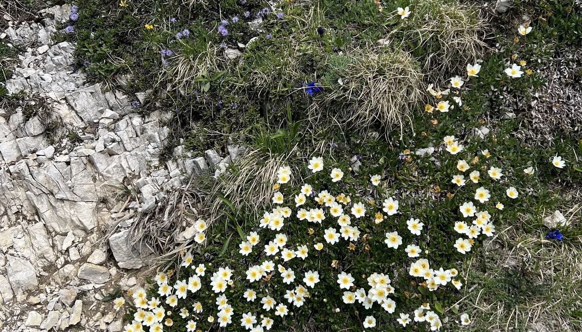 Rückweg vom Jochberg-Gipfel - Silberwurz | © DAV Augsburg Senioren
