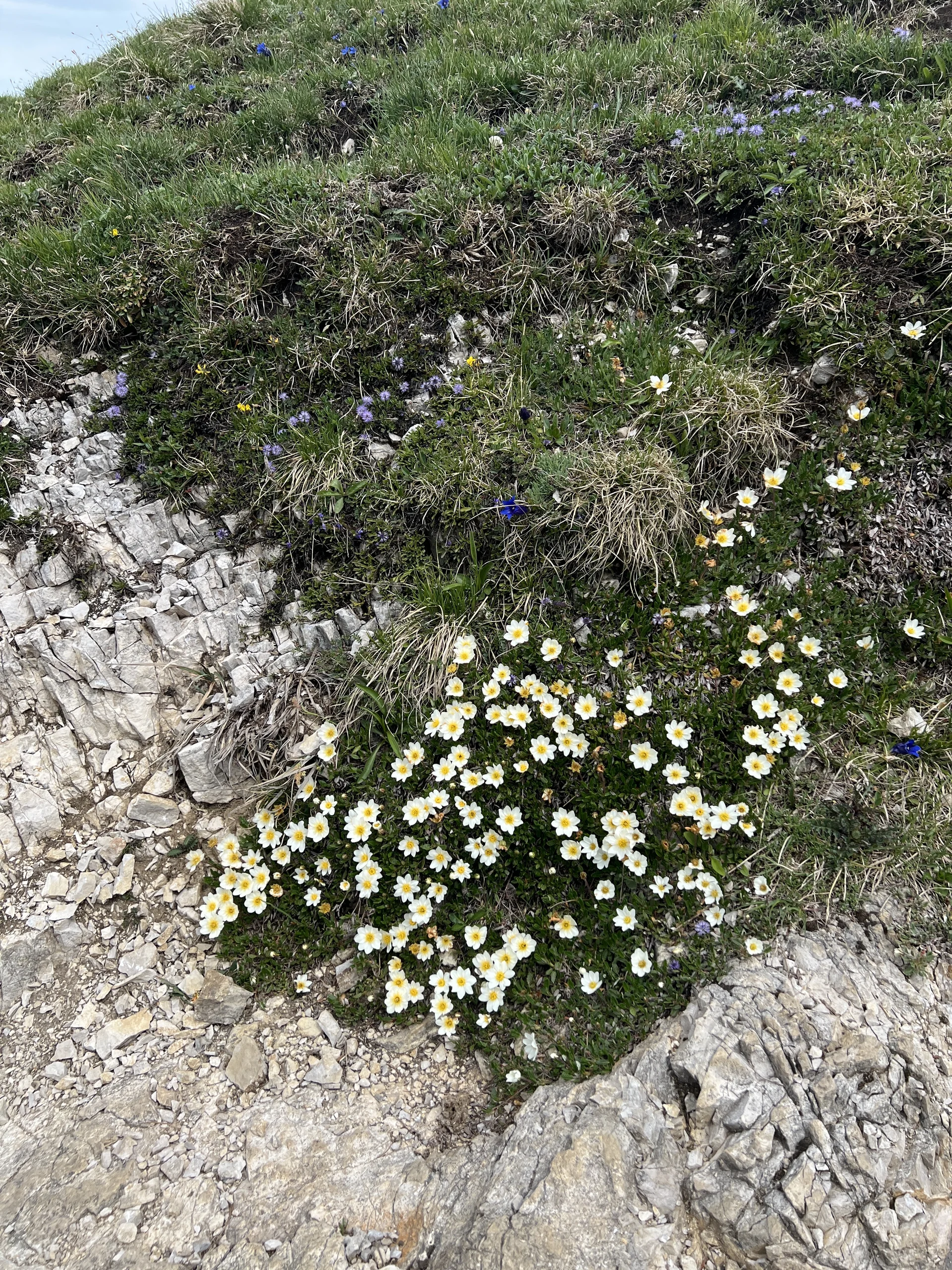 Rückweg vom Jochberg-Gipfel - Silberwurz | © DAV Augsburg Senioren