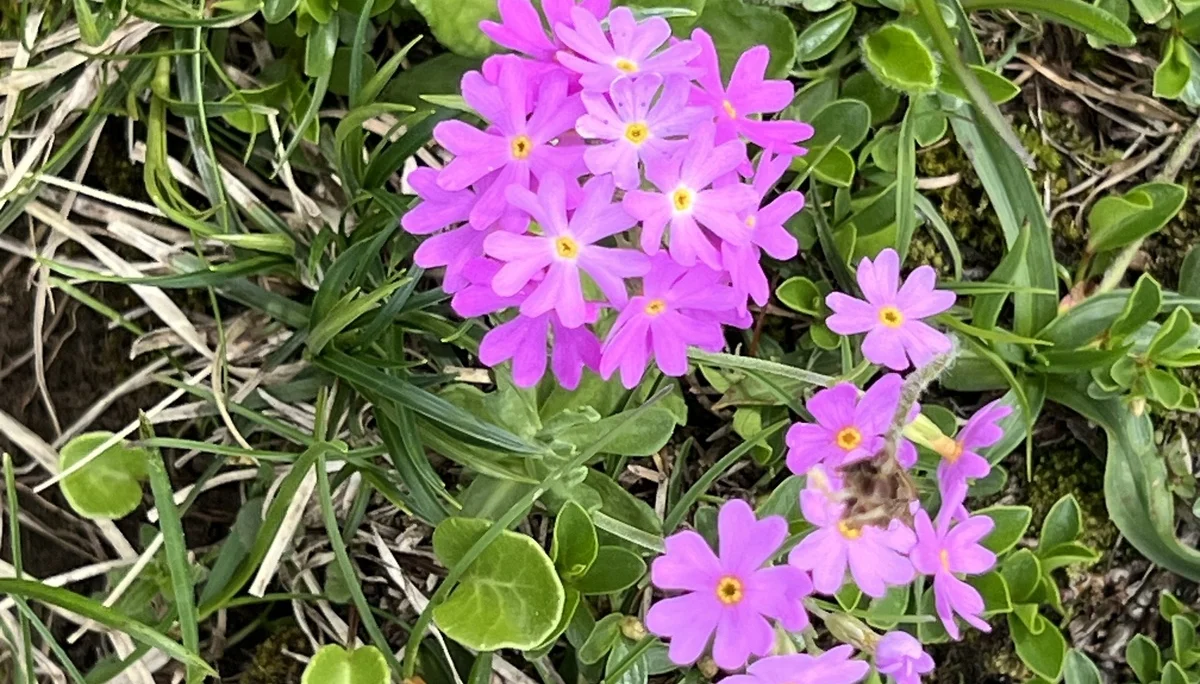 Mehlprimeln unterhalb der Stuibenspitze | © DAV Augsburg Senioren