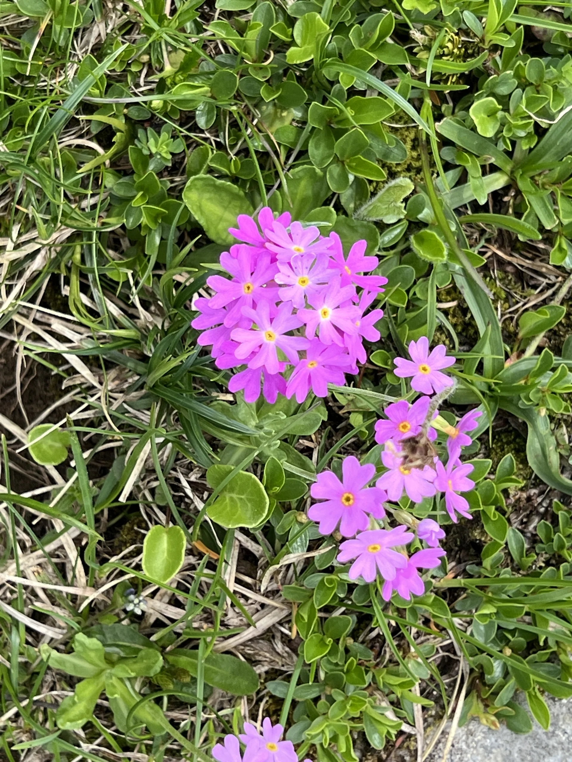 Mehlprimeln unterhalb der Stuibenspitze | © DAV Augsburg Senioren
